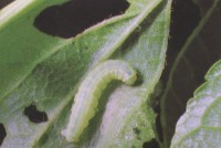 /album/galleria-foto-servizi/parassiti-piante-jpg/