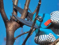 /album/galleria-foto-servizi/potatura-piante-da-frutto-jpg/